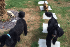 Bertie_jamima_Hector