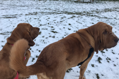 Bloodhounds-snow