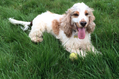 Cocker_ball